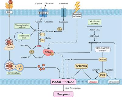 Ferroptosis in Glioma Immune Microenvironment: Opportunity and Challenge